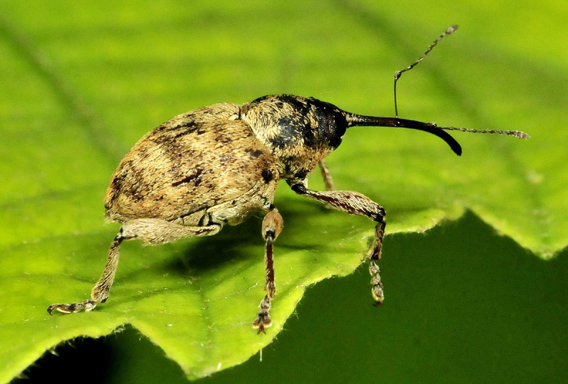 Curculionidae: Curculio elephas (cfr.), maschio